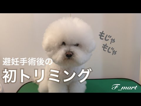 避妊手術後の初トリミング　ｰビションフリーゼ犬ｰ