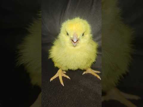 Wow cute colorful color chick #chicks #birds #hen #cute