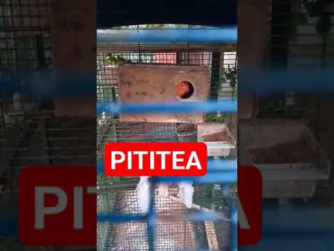 #parrot #shorts #pititea #vatiali_song_bengali #vatiary #parrottalking #try #funny #intelligence ♥️