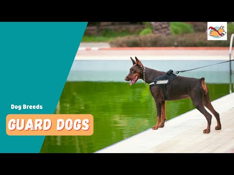 Guard Dog Breeds: Top 7 Best Protectors For Your Family!