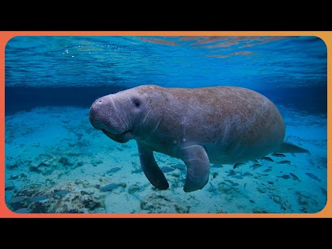 Up Close With Manatees And Encountering Unique Marine Life In Crystal River