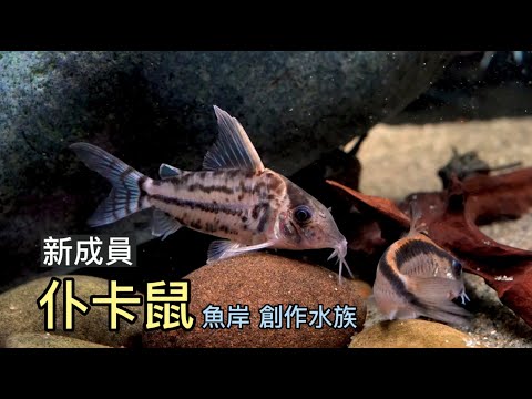 鼠魚 | 仆卡鼠 | 魚岸創作水族 #我是沙先生 #魚岸創作水族 #嘉義市 #4K