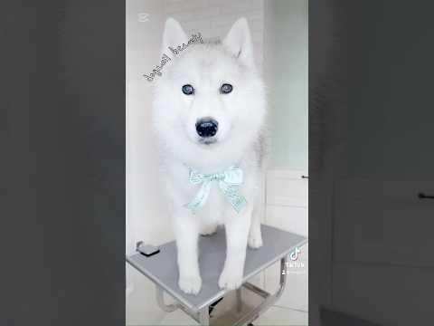 【grooming】美しい容姿が目の保養🥺