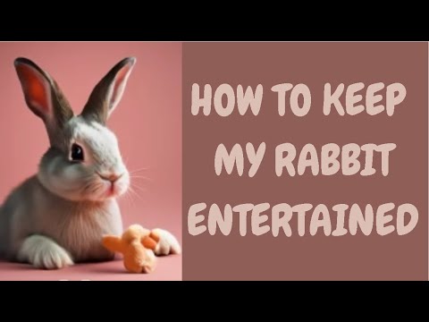 How To Keep My Rabbit Entertained