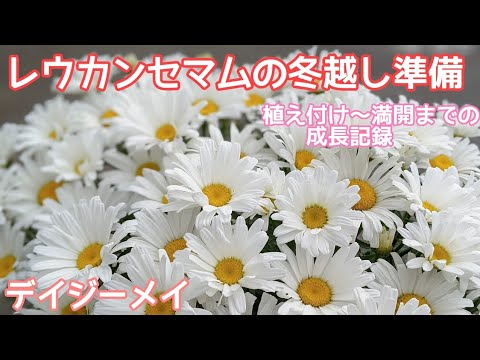 『冬越し準備』レウカンセマム デイジーメイの冬越し準備と成長記録　#PWアンバサダー#PW #PW育てた