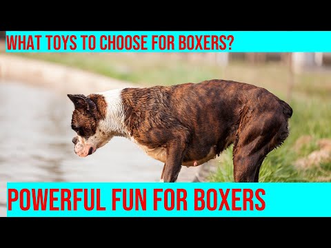 Choosing the Best Toys for Your Boxer: Durability Tips & Recommendations