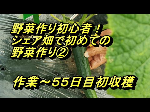 作業～５５日目初収穫！野菜作り初心者がシェア畑で初めての野菜作り②