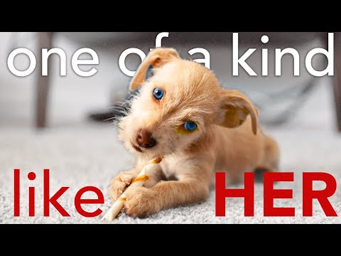 UNIQUE GIRLY PUPPY NAMES you've never thought of | 2021