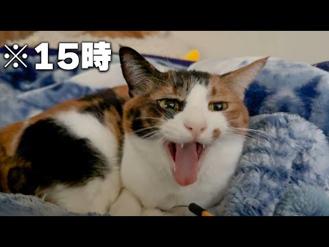 猫たちと人間の生活リズムが終わりすぎている件について