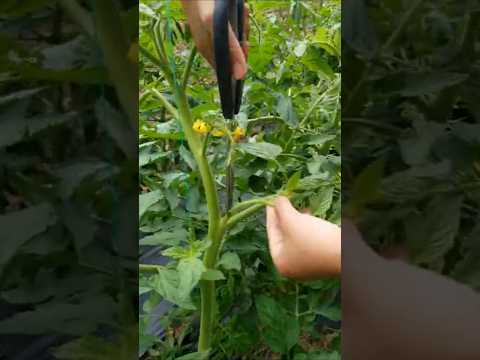 教孩子西红柿剪侧枝 Teach kid to prune tomato suckers