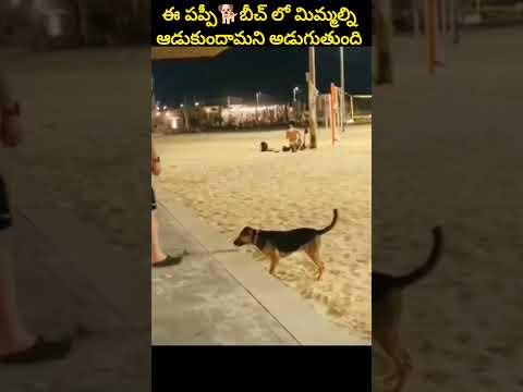 ఈ పప్పీ🐕బీచ్ లో మిమ్మల్ని ఆడుకుందామని అడుగుతుంది🫡 #shorts #cutedog #ytshots