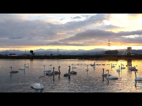 20201211　白鳥　井田川