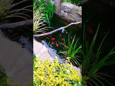 goldfish feeding time #goldfish #pond