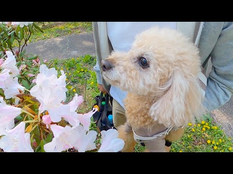 愛犬に花の匂いを嗅がせたら大変なことに【最後にご報告があります】