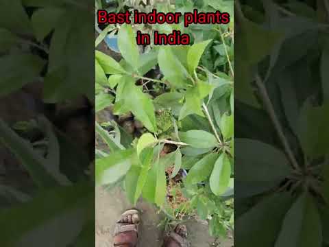 Bast indoor plants in India Bast summer indoor plants  India Bast summer indoor plants for Clean Air