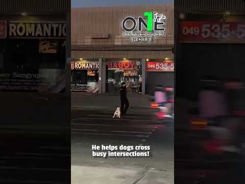 Crossing Guard Helps Dog Cross Busy Intersection