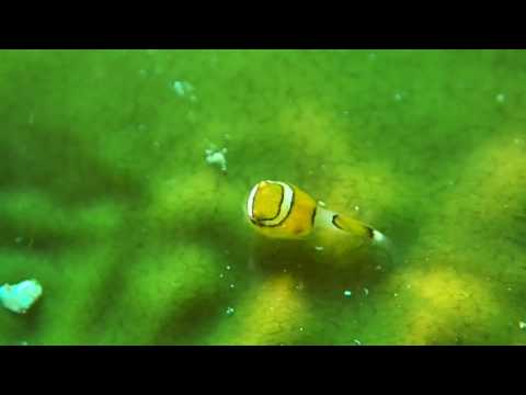 3月！春の日本海ダンゴウオ幼魚シーズン。