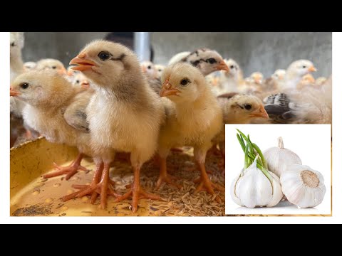 How to prevent diseases in chicks with garlic - chicks leave the coop for the first time