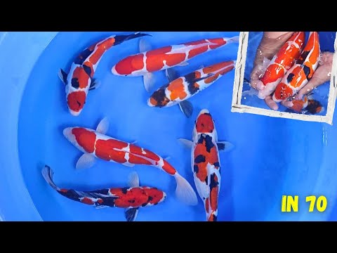 IKAN KOI HARGA SUPER MURAH LANGSUNG DI REVIEW ARINOR YA, STOK LIMITED EDITION ‼️