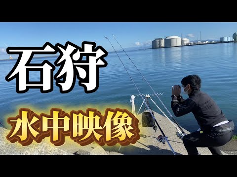 【カレイ調査】石狩湾新港の水中映像に、、。