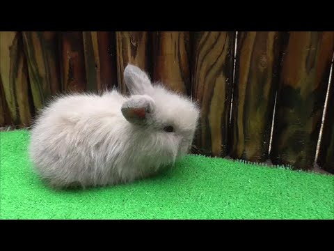 癒される「ふれあい動物園」大人気かわいいライオンラビットの赤ちゃん2016.7.3