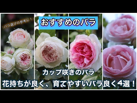 【おすすめのバラ】カップ咲きのバラで花持ちが良く、育てやすいバラ4選！