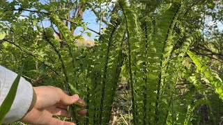 山菜採り　伸びたコゴミもうまい