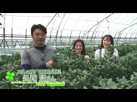 2023年8月4日放送「Fresh Vegetable」旬の青森県産輪ギクを紹介～JAごしょつがるより～