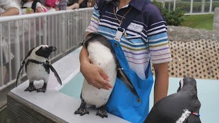 甘えん坊のペンギン(The pampered penguin)