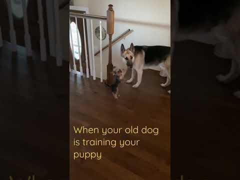 Training Day- Old dog teaching puppy