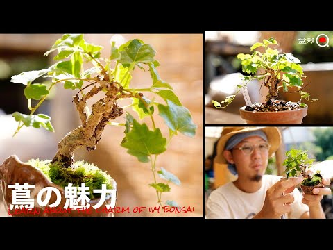 The charm of ivy bonsai that can be enjoyed throughout the seasons! [Bonsai Q]