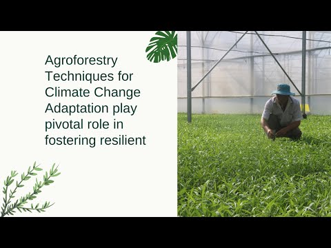 Agroforestry Techniques for Climate Change Adaptation play pivotal role in fostering resilient