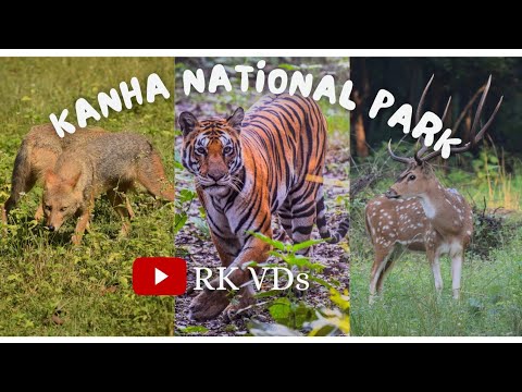 Kanha national park//कान्हा नेशनल पार्क मध्यप्रदेश