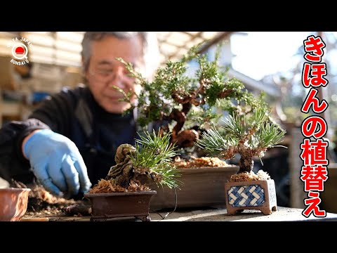 Basic bonsai planting method [Bonsai Q]