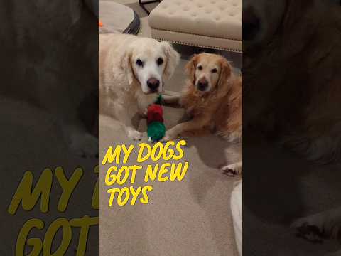 Dog's favorite toys? Funny or not?