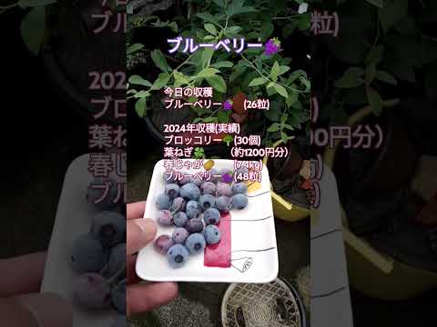 ブルーベリー🍇 #shortsfeed #家庭菜園 #ブルーベリー栽培 #ブルーベリー狩り