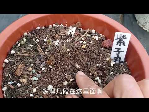 这样种铁线莲，立枯也不用整盆丢掉，还能发芽。