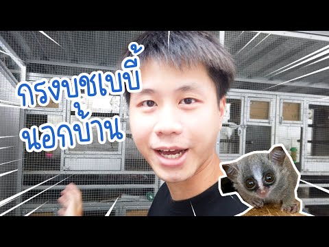 กรงสำหรับเลี้ยง ลิงจิ๋ว บุชเบบี้ (Bush baby) แบบเลี้ยงนอกบ้าน