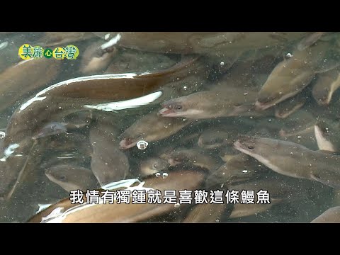 【雲林口湖】偏愛鰻魚養殖 李建宏挑戰高風險 |有機無毒 | 美麗心台灣(193)