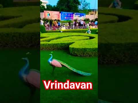 Mathura Vrindavan#jaishreekrishna#radhekrishnastatus#jayakishoriji#statusvideo#viral!!