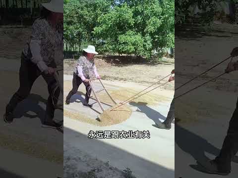 ”我们可以不知农、不事农，但是所有的人不要轻农。“ 乡村生活 乡村振兴 新农人计划2024 麦子熟了