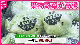 【猛暑や豪雨で葉物野菜が高騰】農家「レタス約5万玉を廃棄」  ベトナム料理店「パクチー入荷できない日も」