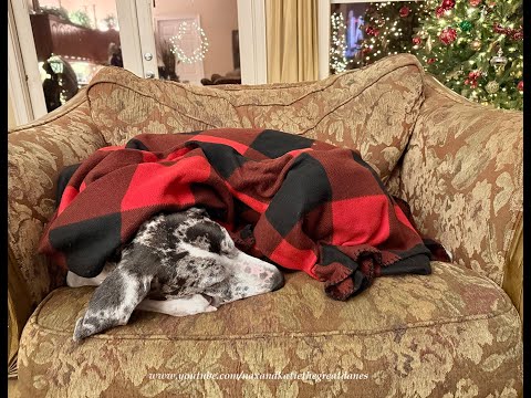 Six Cozy Great Danes Bundle Up With Blankets On Chilly Florida Night