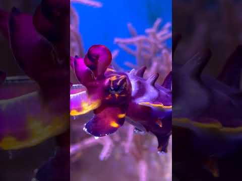 New York CUTTLEFISH 🐠NY AQUARIUM #shorts #cuttlefish #nyc #newyork @youtubecreators #YouTubeHighFive