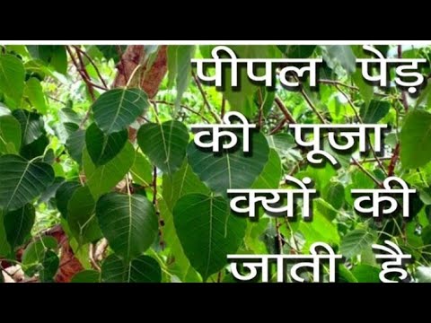 पीपल वृक्ष का एक आश्चर्यजनक रहस्य सुनकर दंग रह जाएंगे आप #pipal  pipal tree ki puja katha ndd vidhi