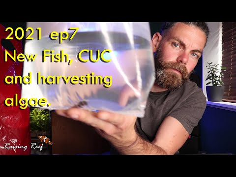 2021 ep7 cuc new fish and algea harvist