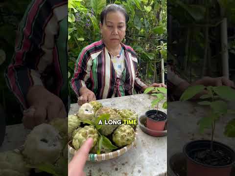 If you have the patience, here’s how to grow custard apples from seeds! 🌱