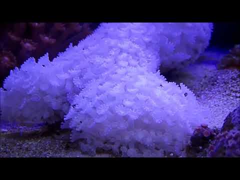 白色脈狀寶石花珊瑚Daisy Coral；Alveopora Coral （white）