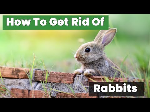 The Easiest Way to Rabbit-Proof Your Yard Without Breaking the Bank