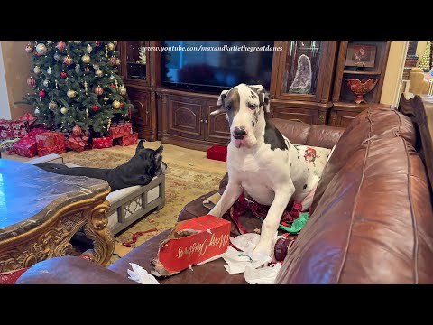 Funny Great Dane Puppy Gets Caught Merrily Chewing Christmas Gift Box